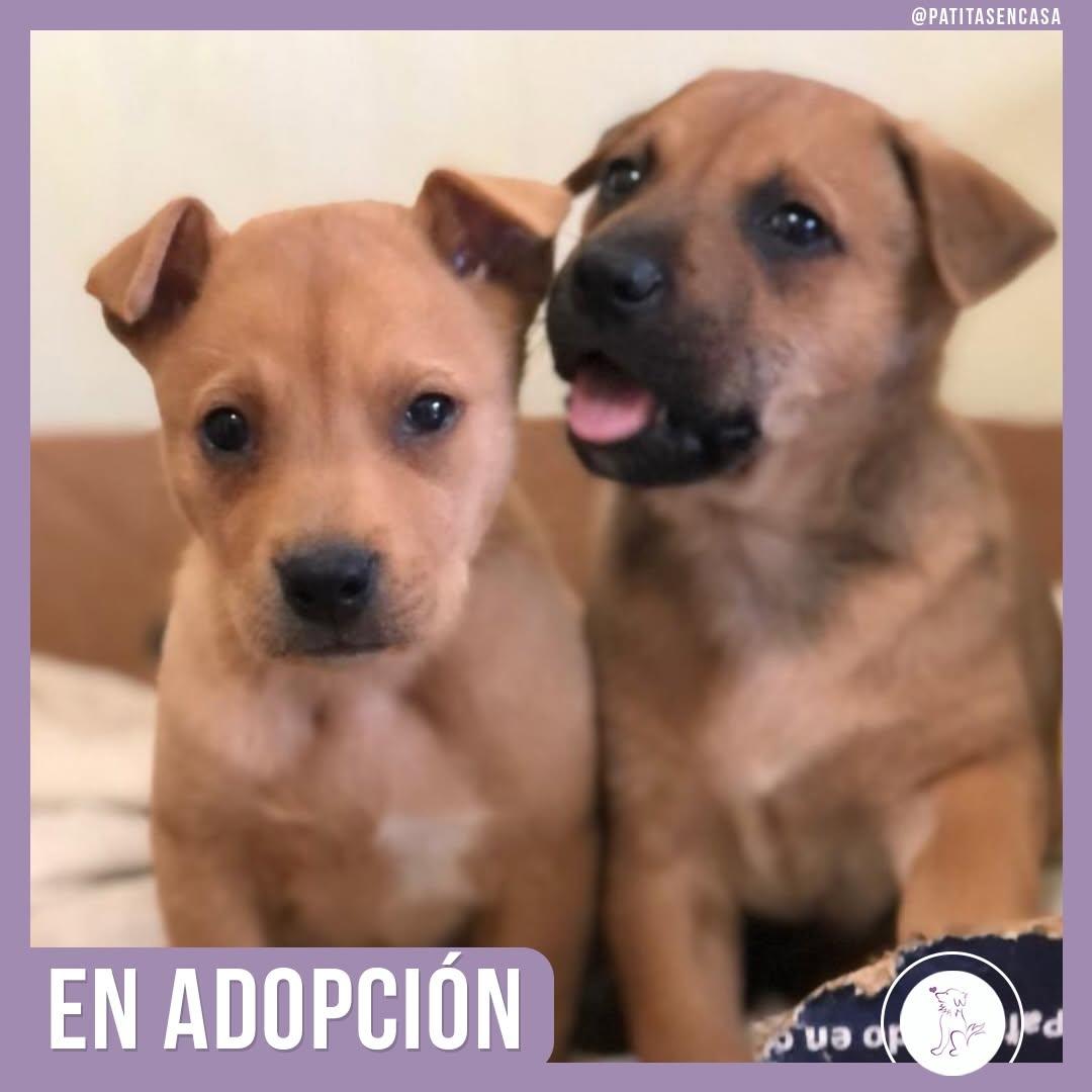Lucho, Lila (4/5)