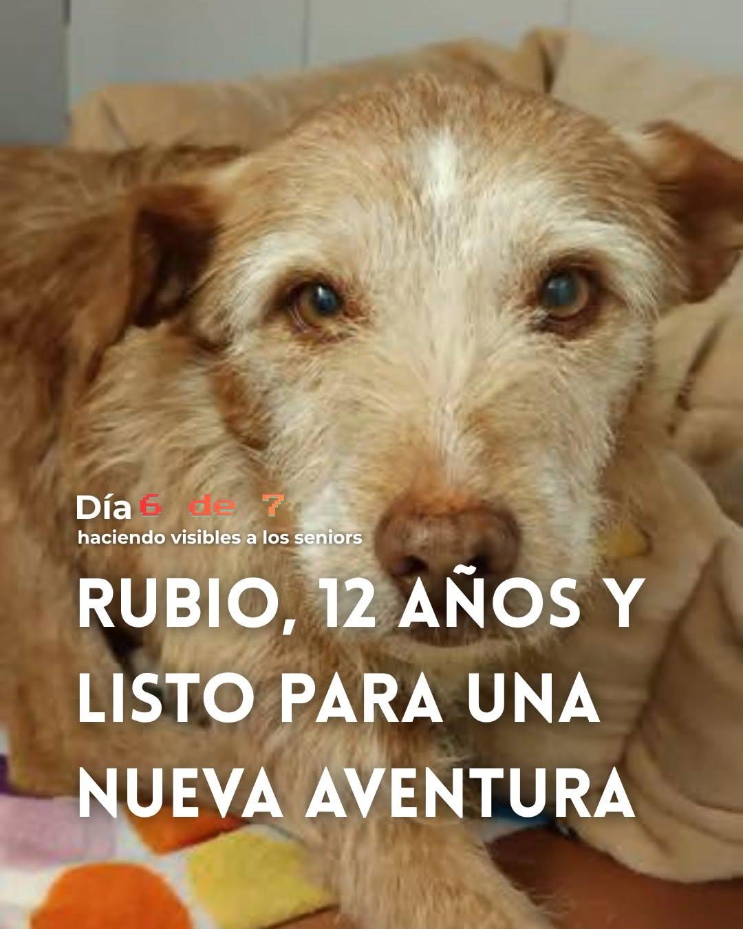 Rubio (1/5)