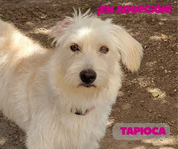 Tapioca