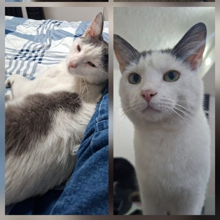 Tofu