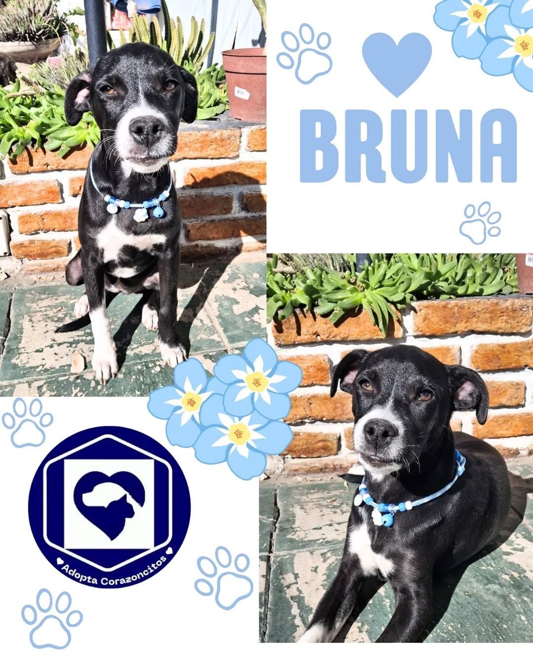 Bruno