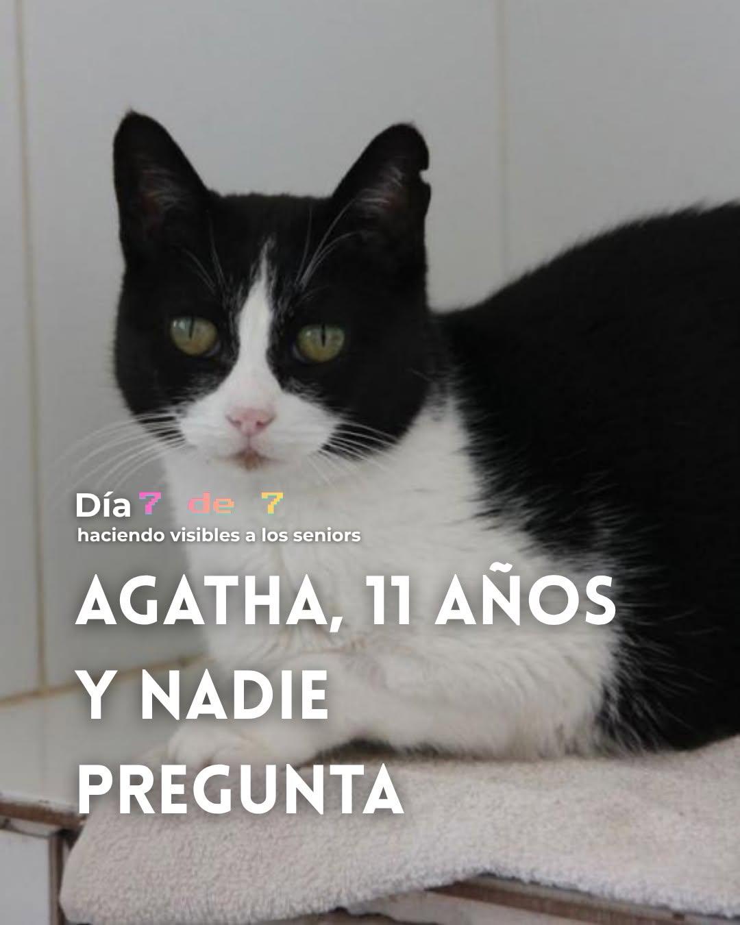 Agatha (1/7)