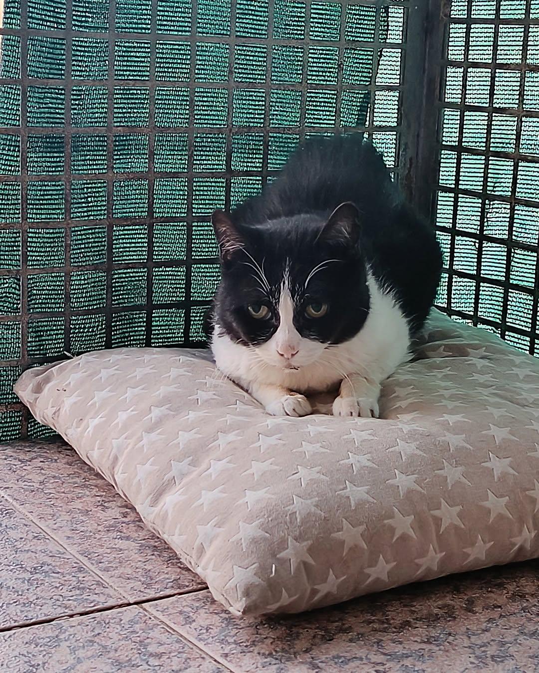 Agatha (7/7)