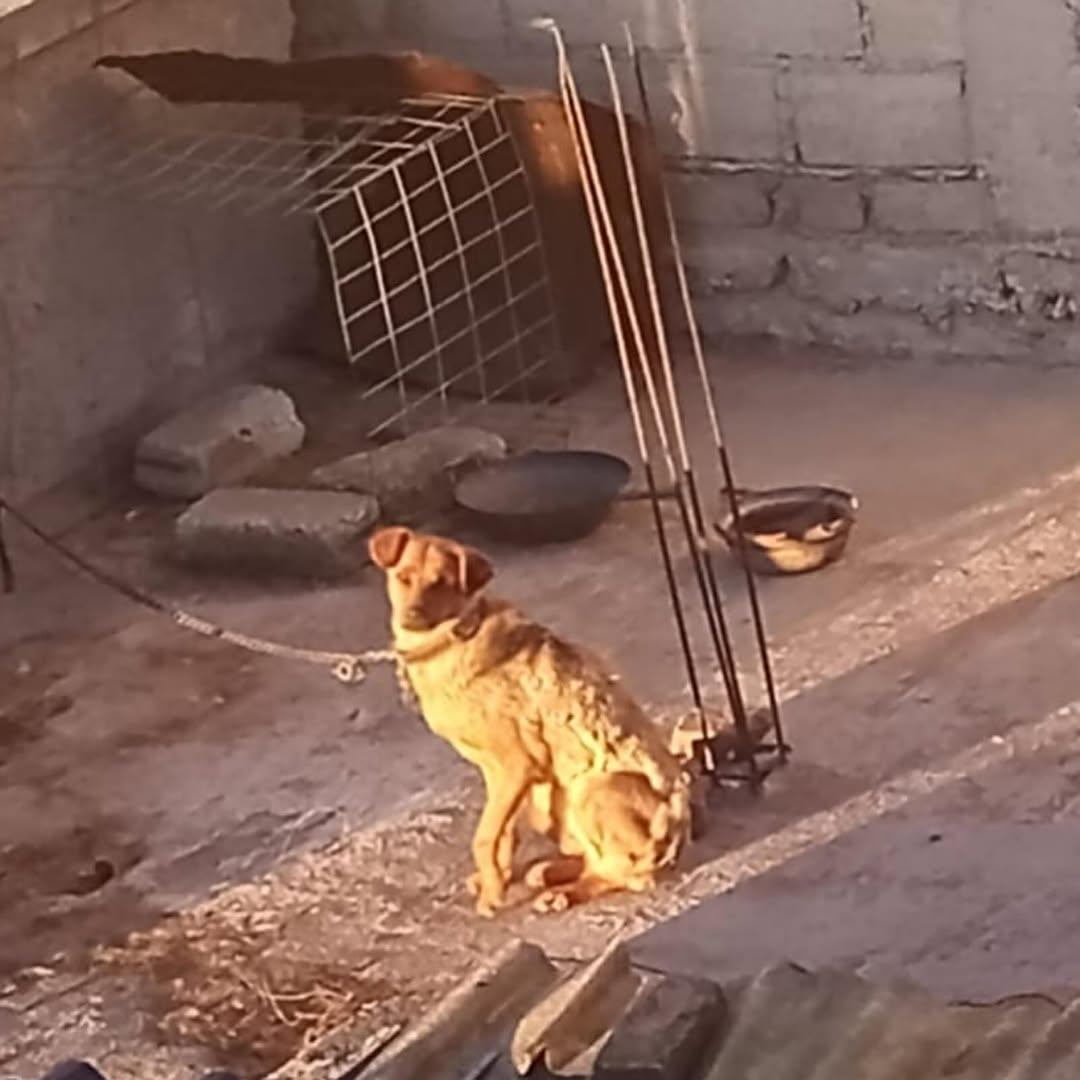 Nala (2/11)