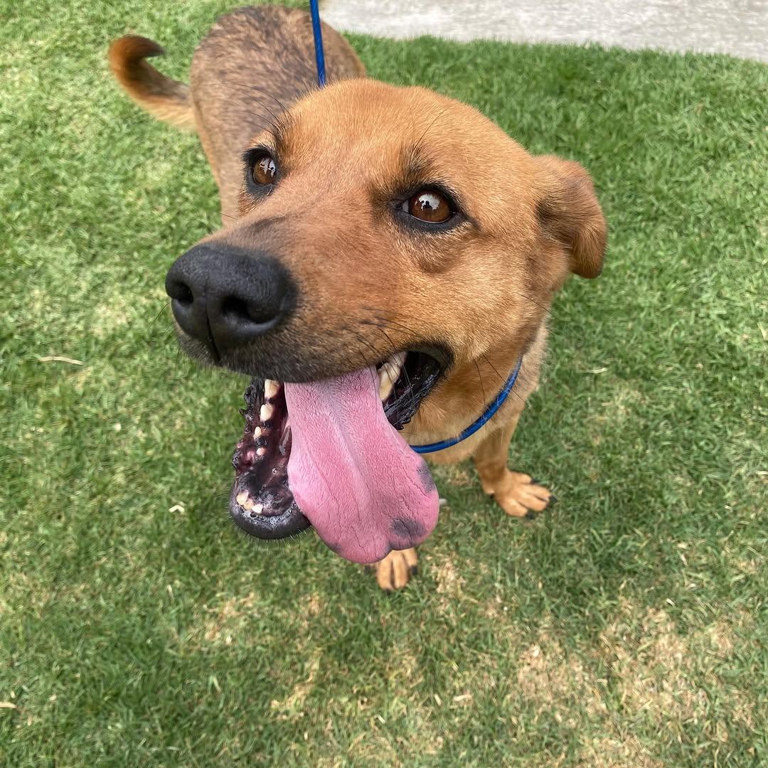 Nala (9/11)
