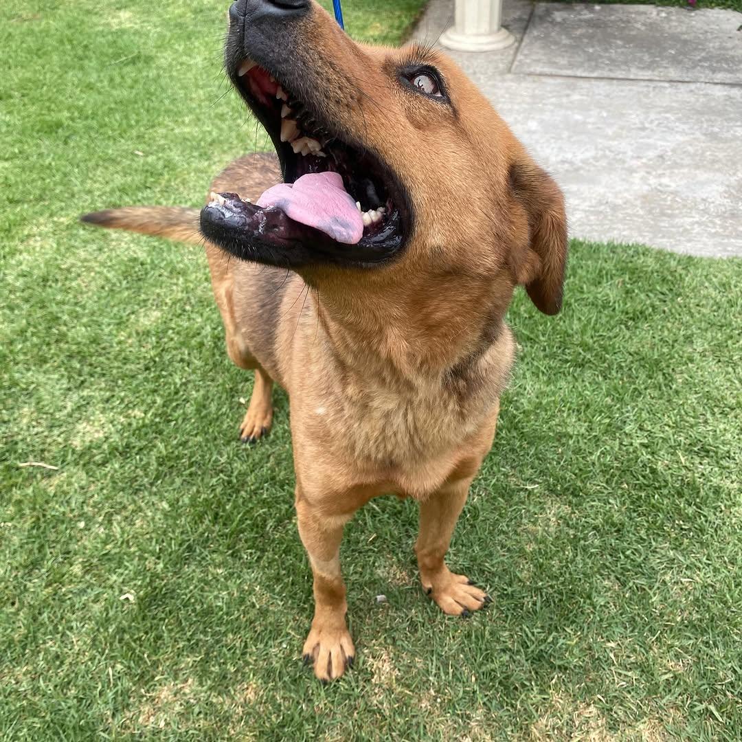 Nala (10/11)