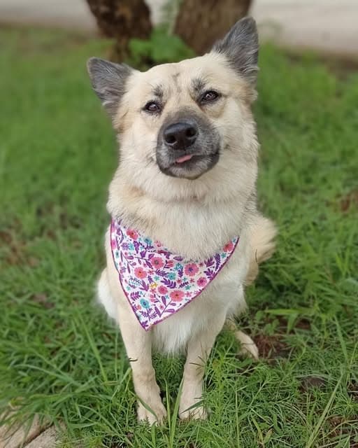 LOLITA