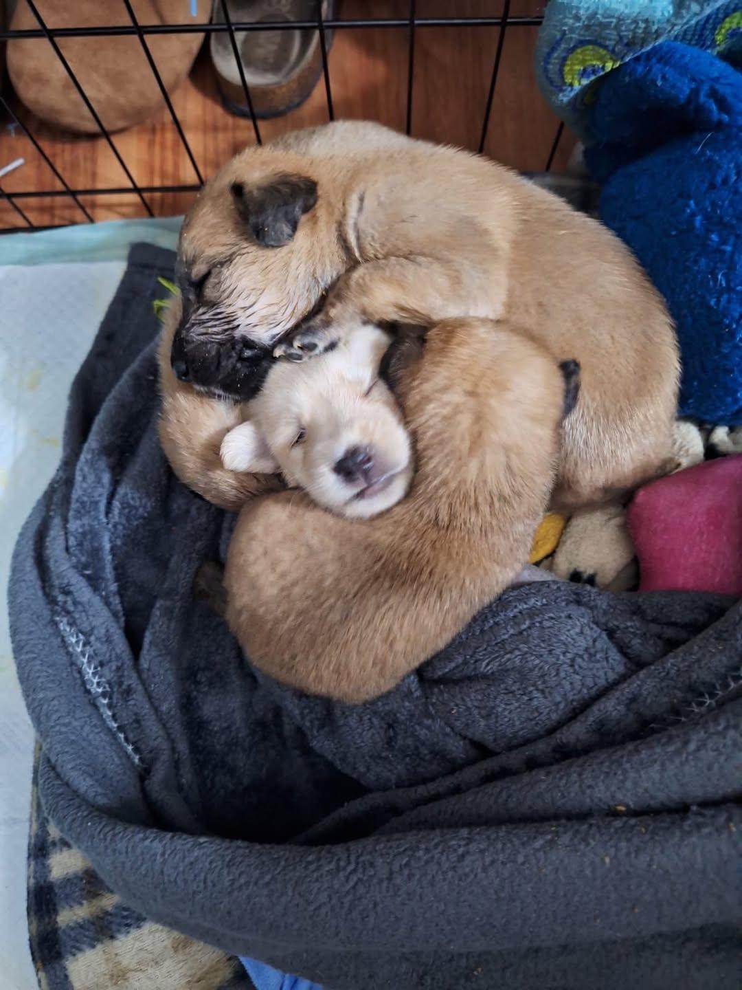 2 animalitos (1/4)