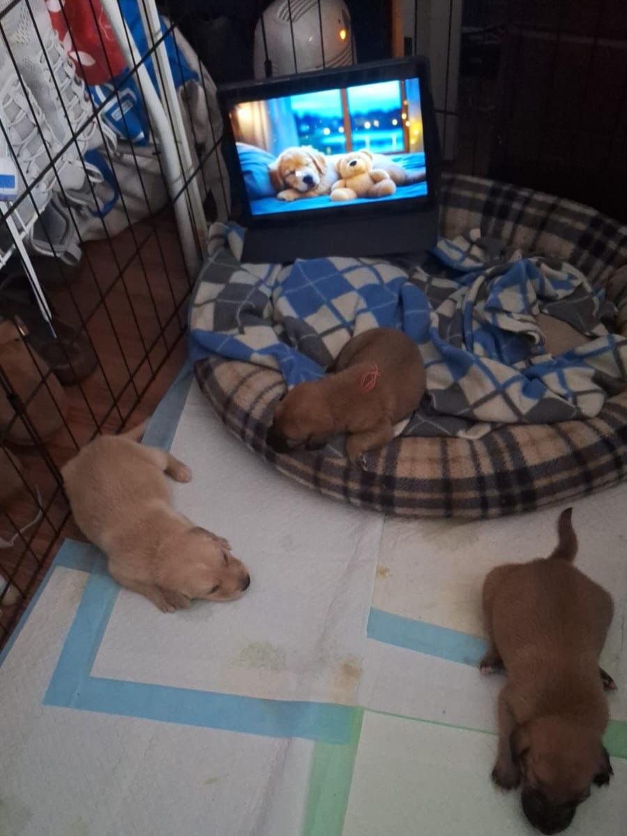2 animalitos (3/4)
