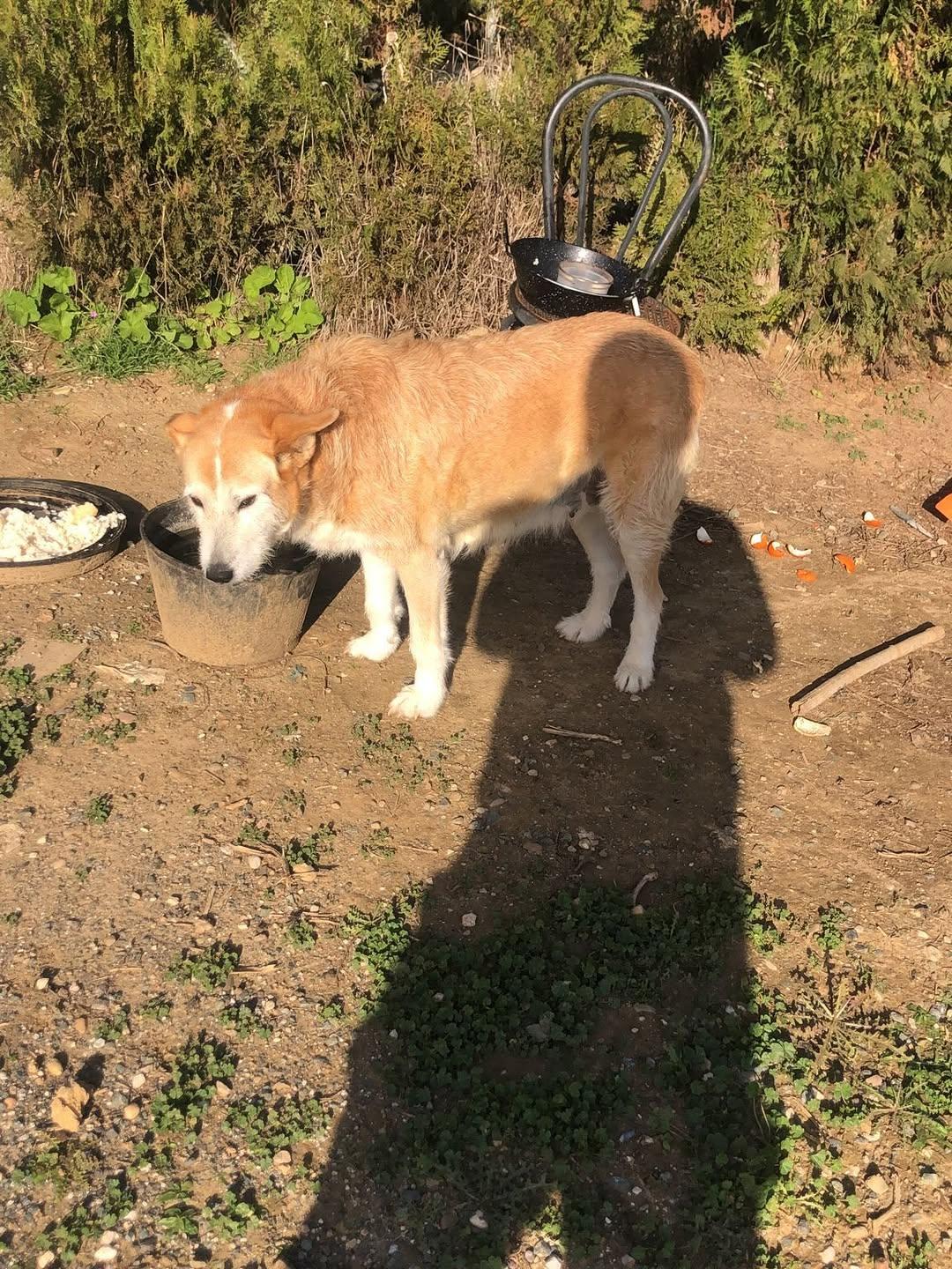 2 animalitos (2/2)
