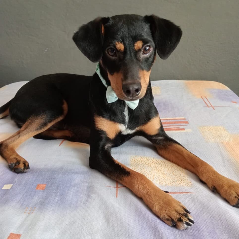 ARCHIE