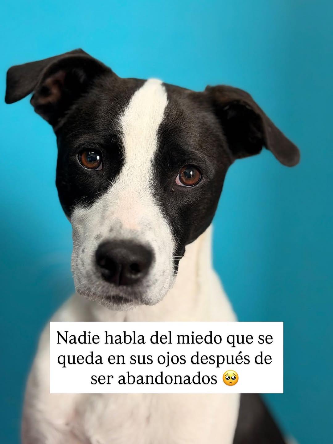 Bombita (6/10)