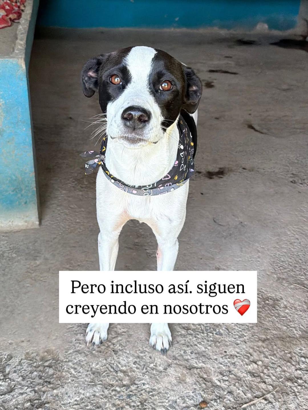 Bombita (7/10)