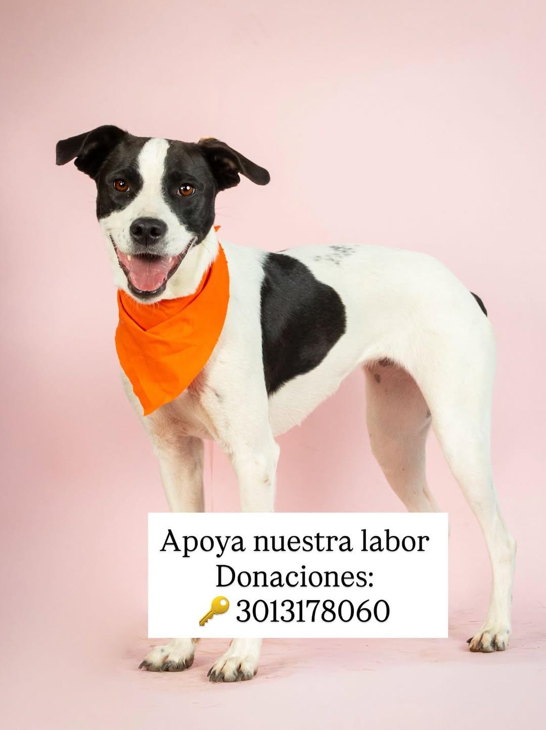 Bombita (10/10)