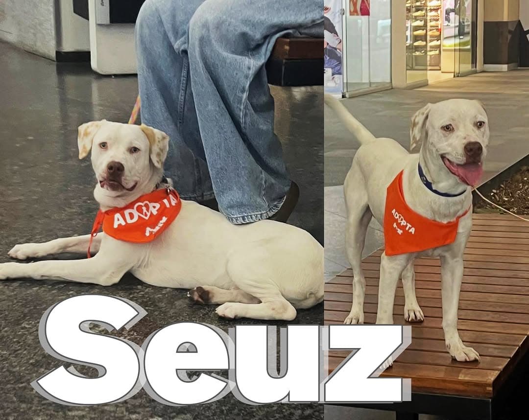 Seuz