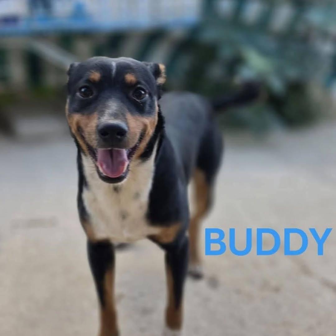 Buddy, Sam, Popi +1 (1/4)