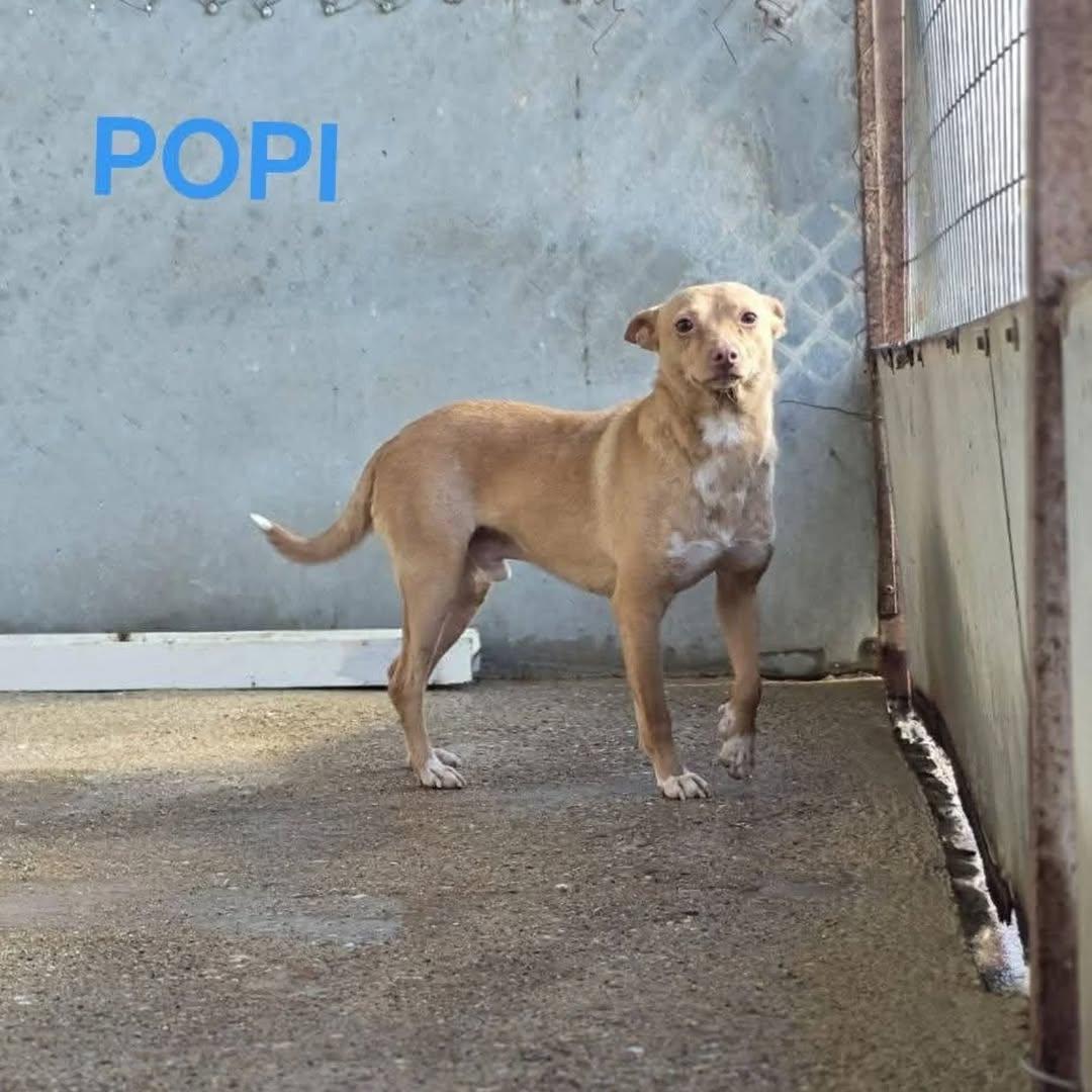 Buddy, Sam, Popi +1 (2/4)