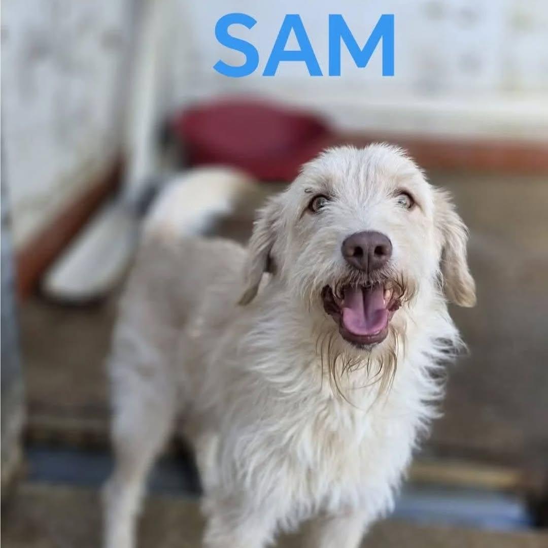 Buddy, Sam, Popi +1 (3/4)