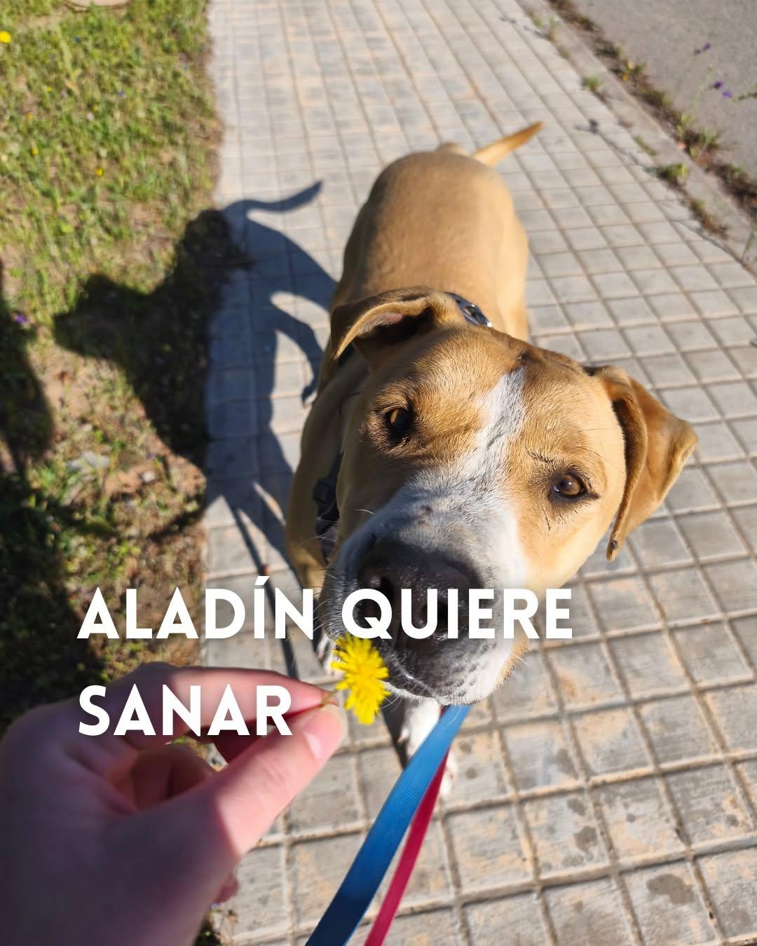 Aladín (1/9)