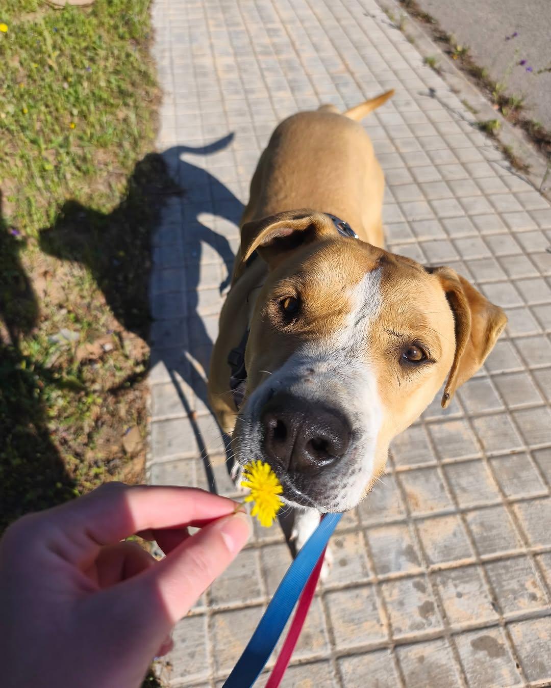 Aladín (8/9)