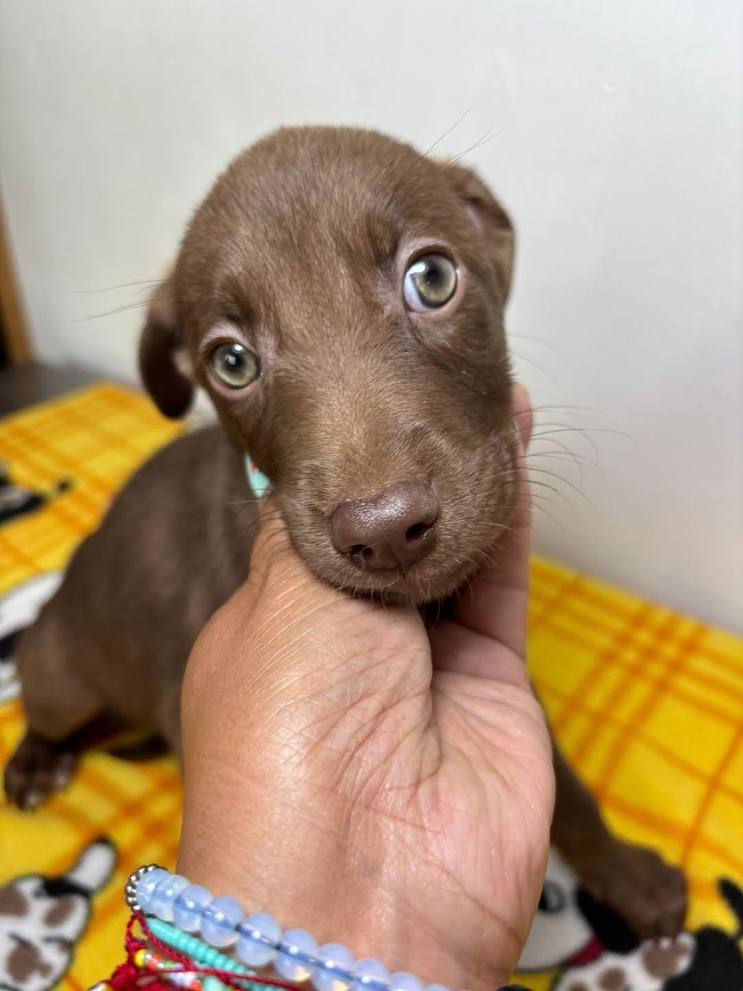 Brownie (2/8)