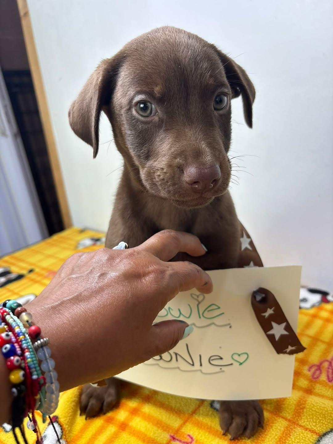 Brownie (3/8)