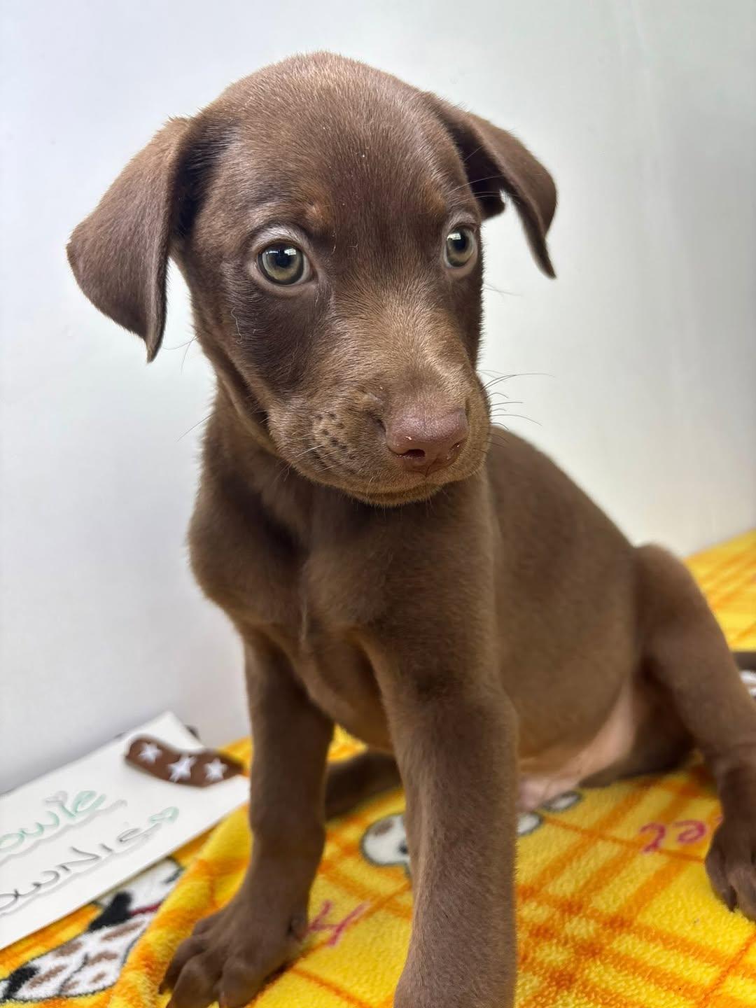Brownie (4/8)