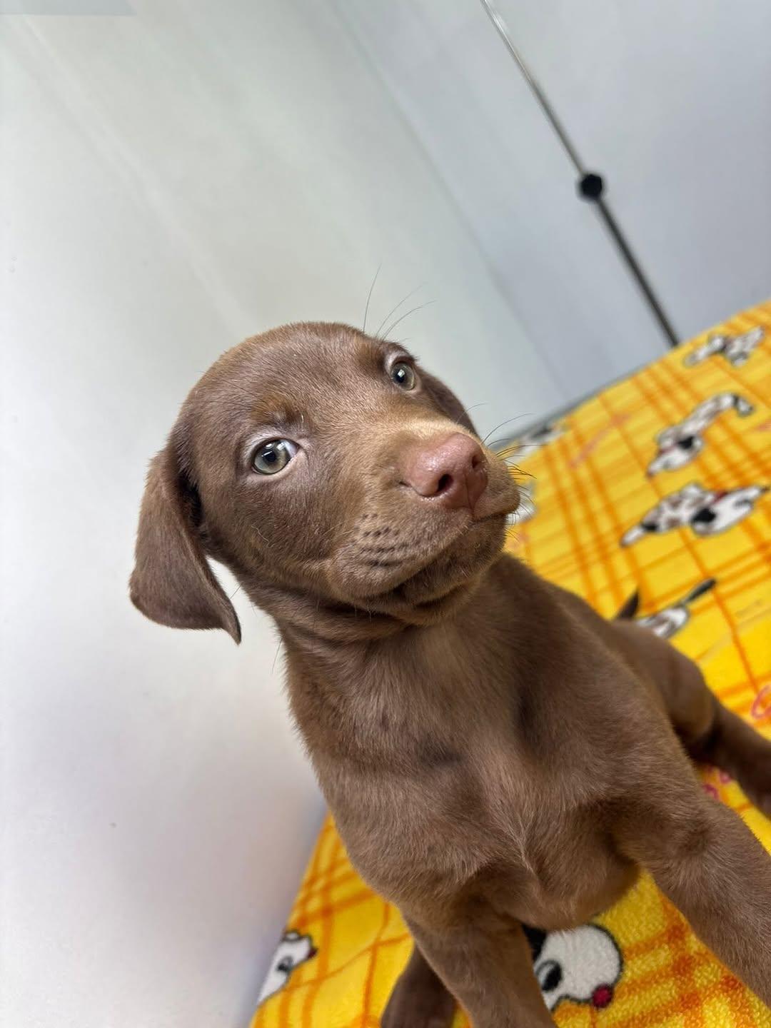 Brownie (5/8)