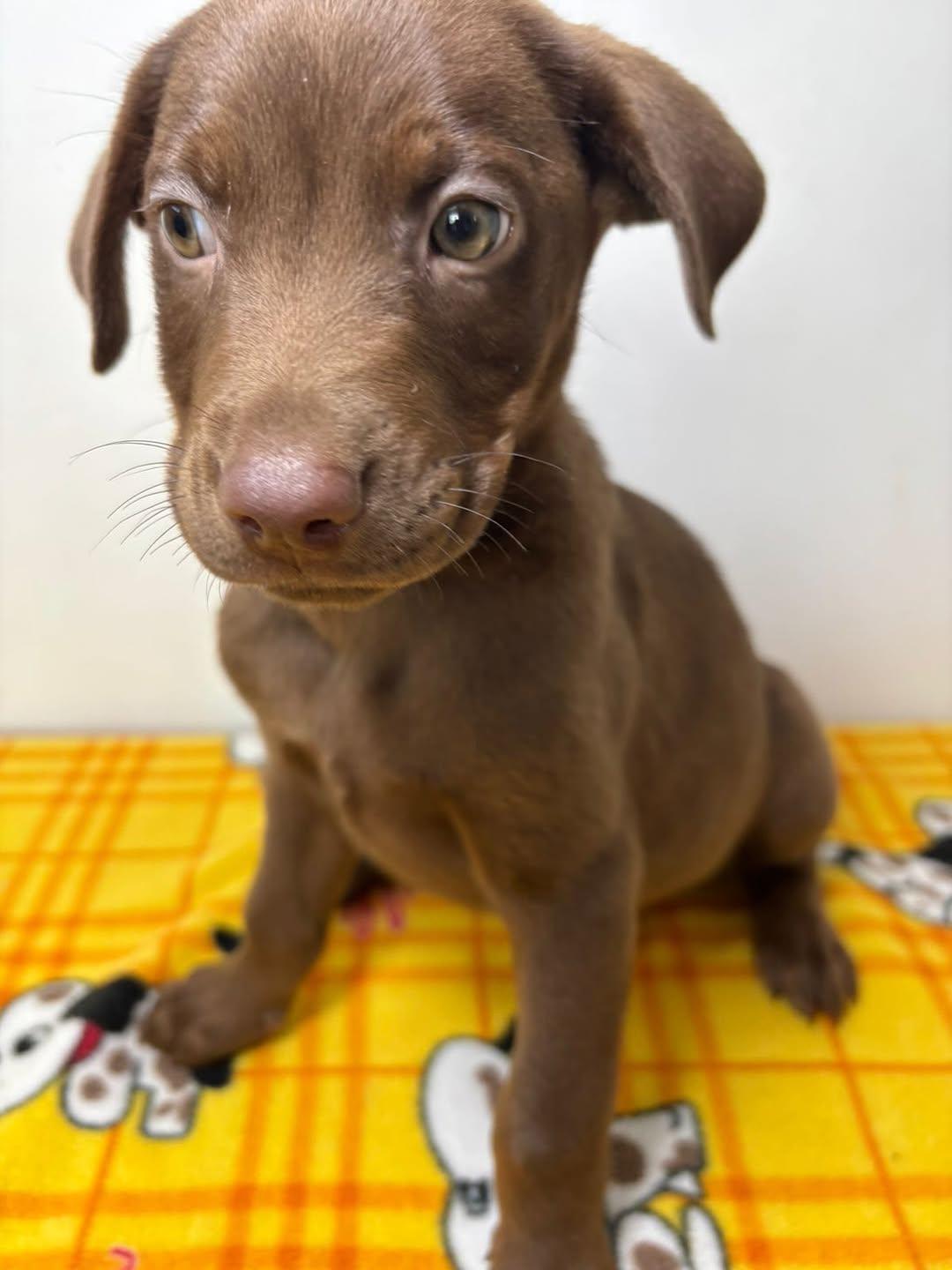 Brownie (6/8)