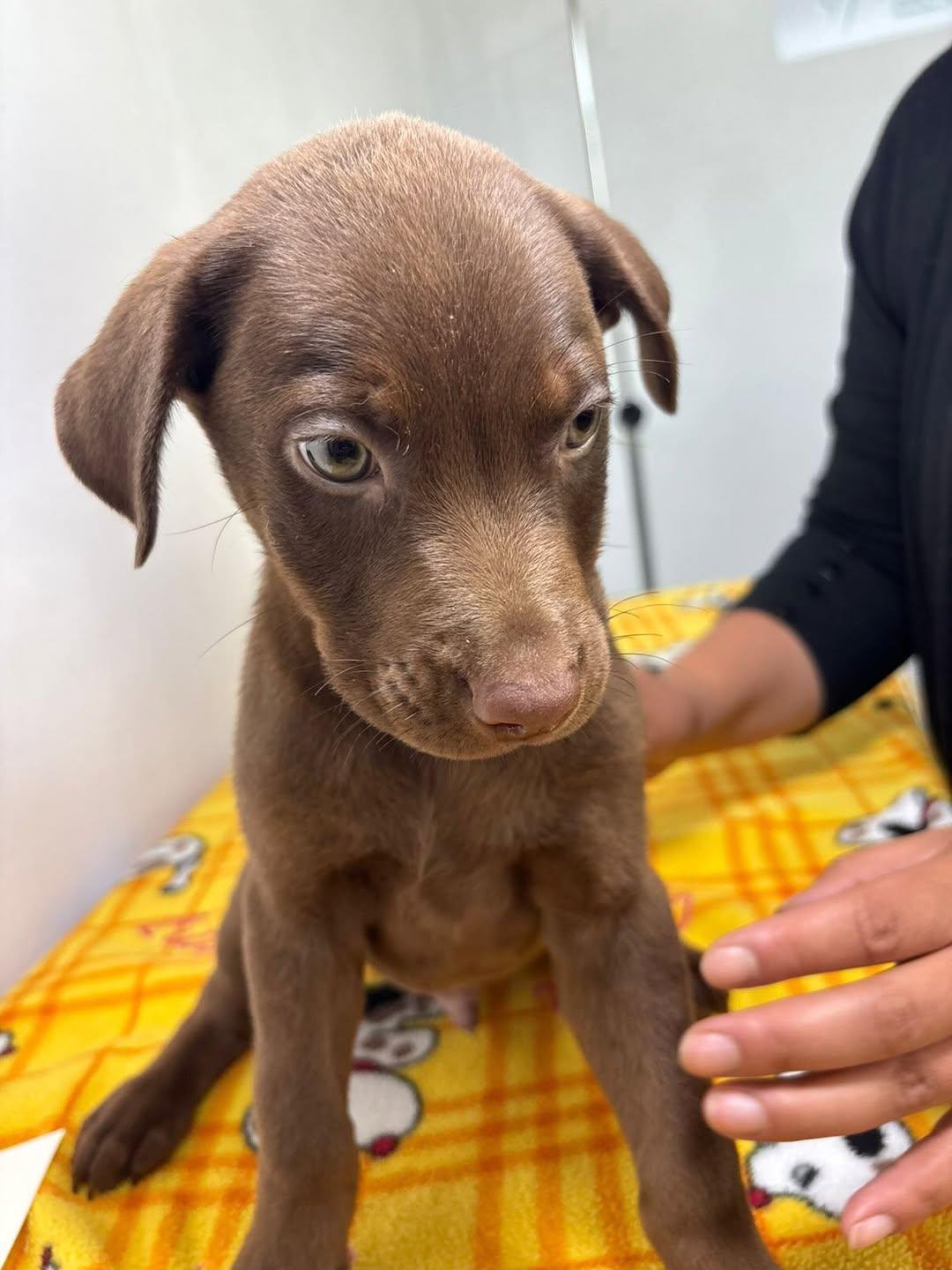 Brownie (7/8)