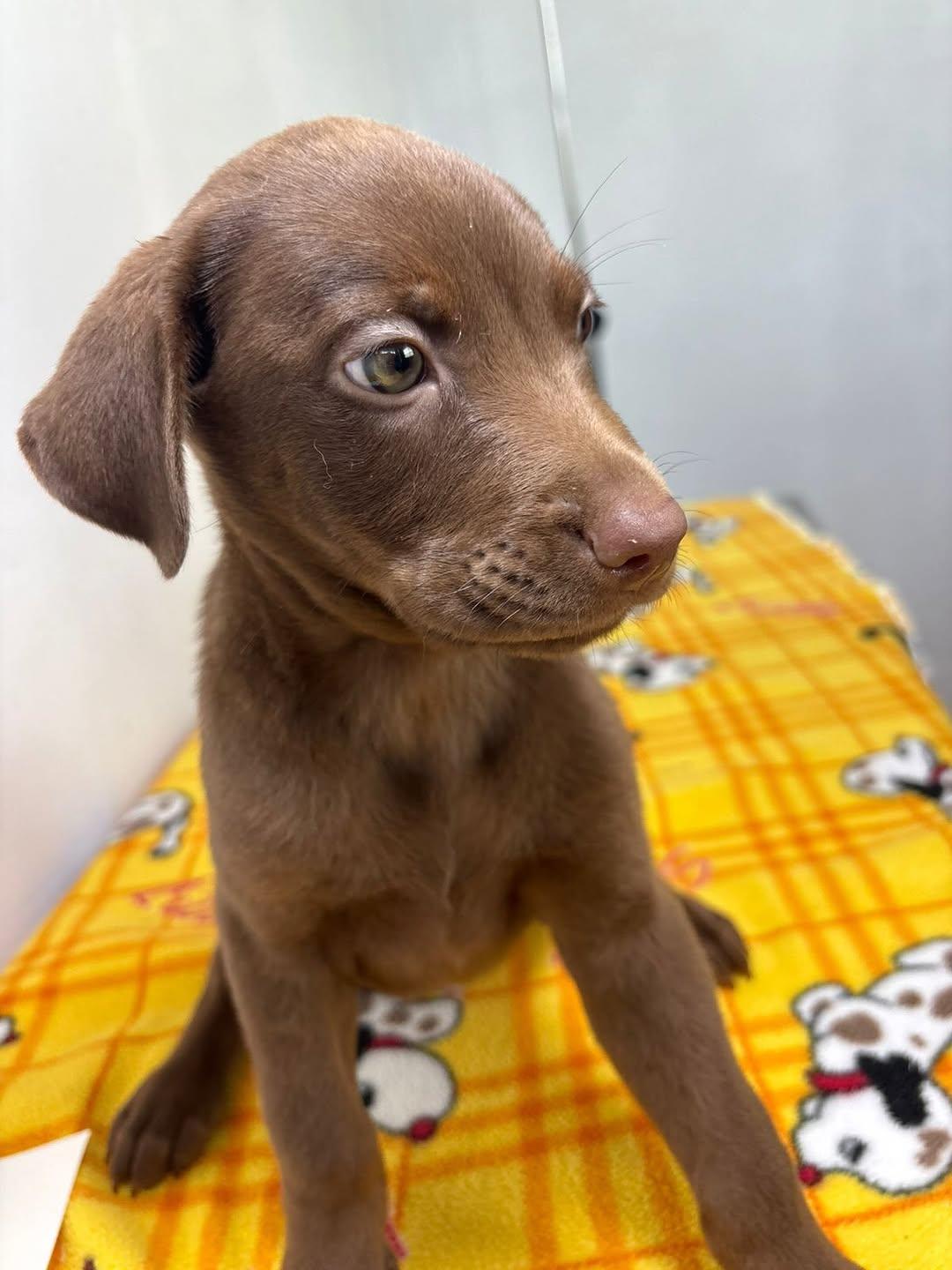 Brownie (8/8)