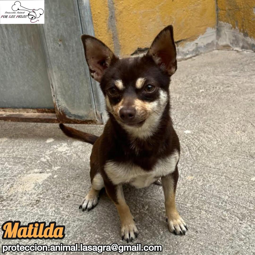 Matilda (1/5)