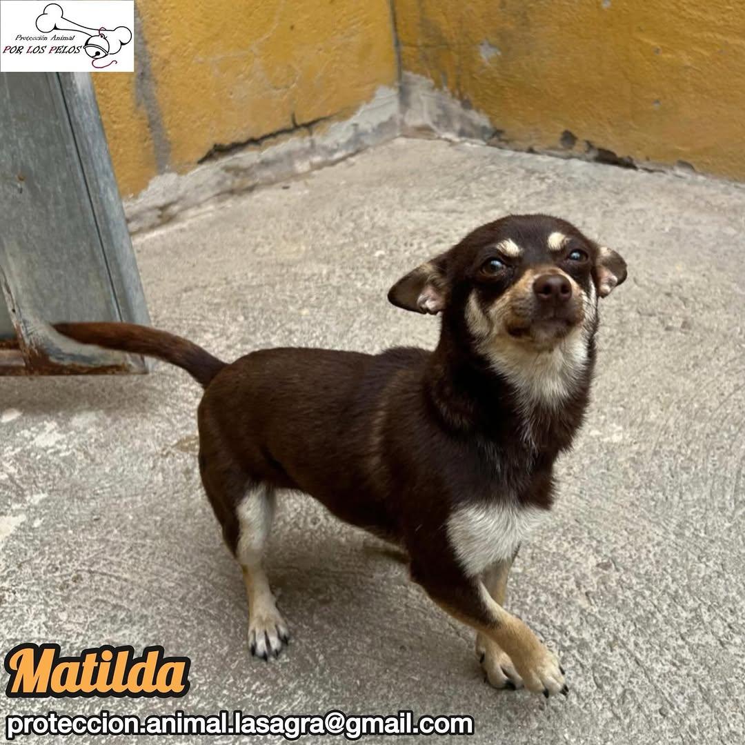 Matilda (4/5)