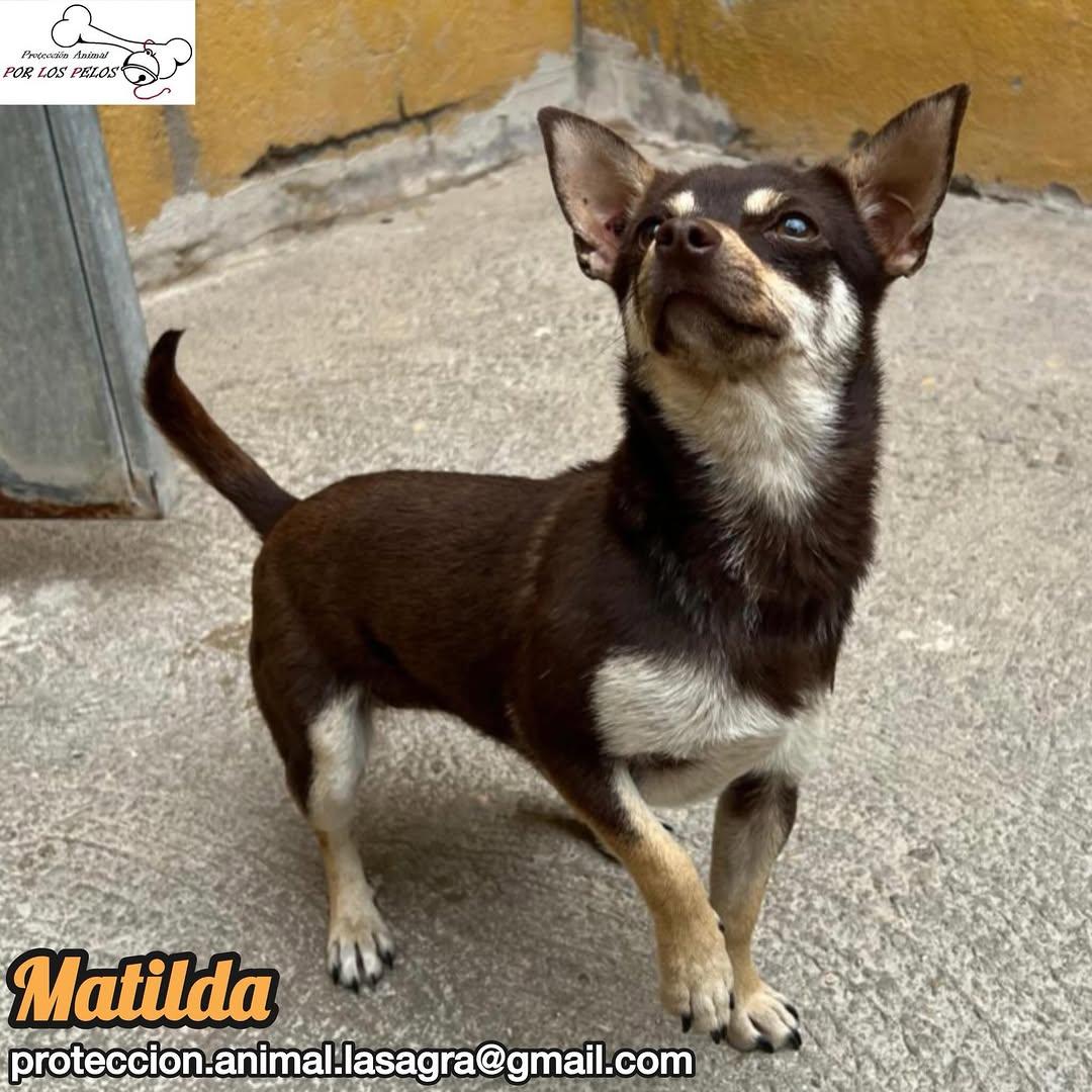 Matilda (5/5)