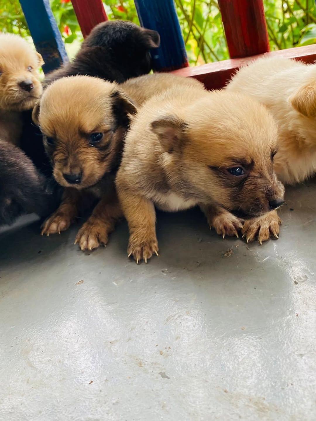 6 animalitos (3/4)