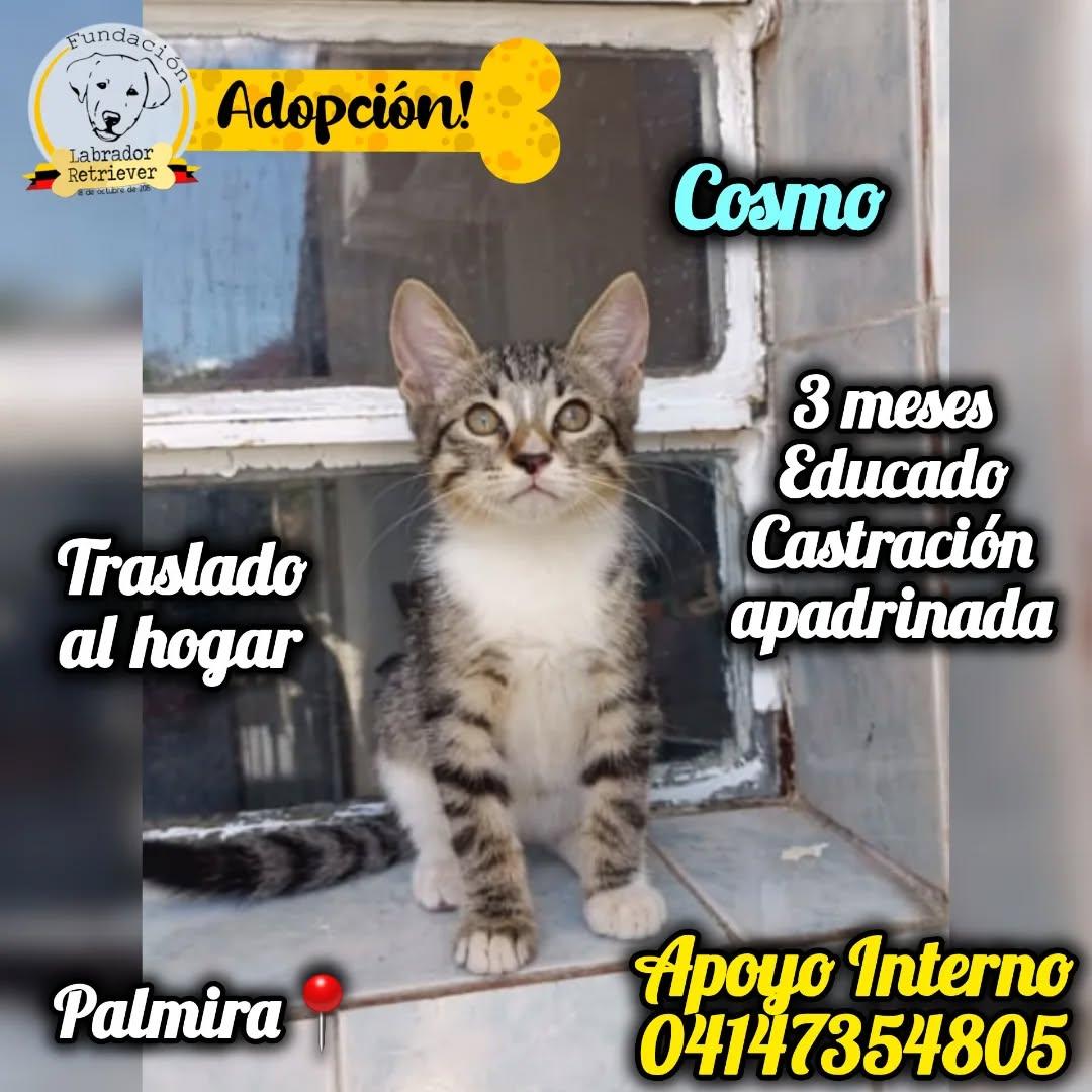 Orión, Megan, Cosmo