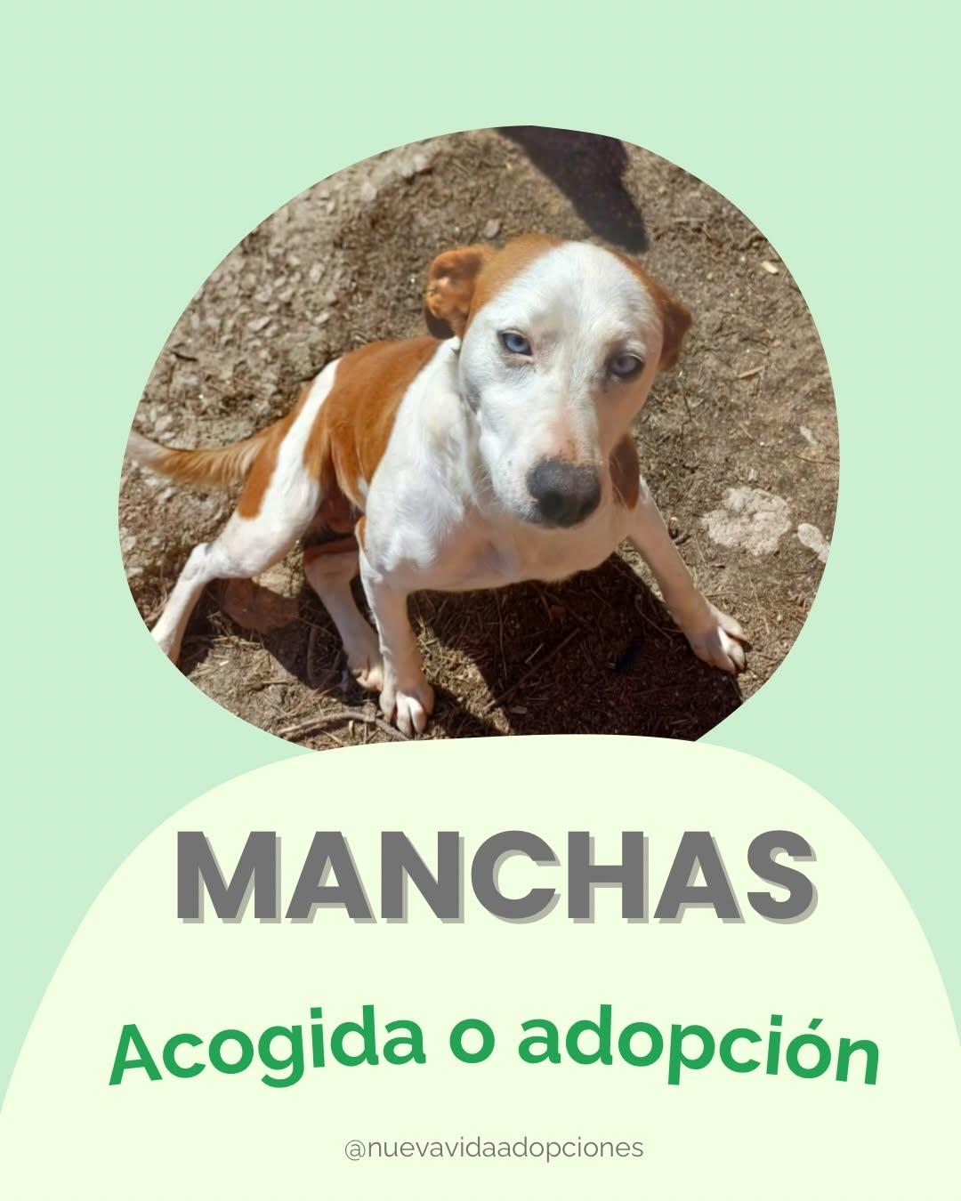 MANCHAS (1/4)