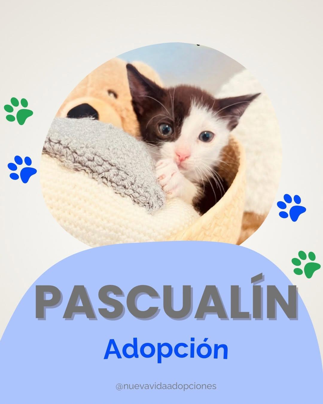 PASCUALIN (1/4)
