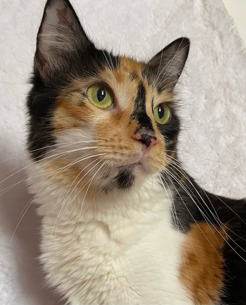 Kitty (1/2)