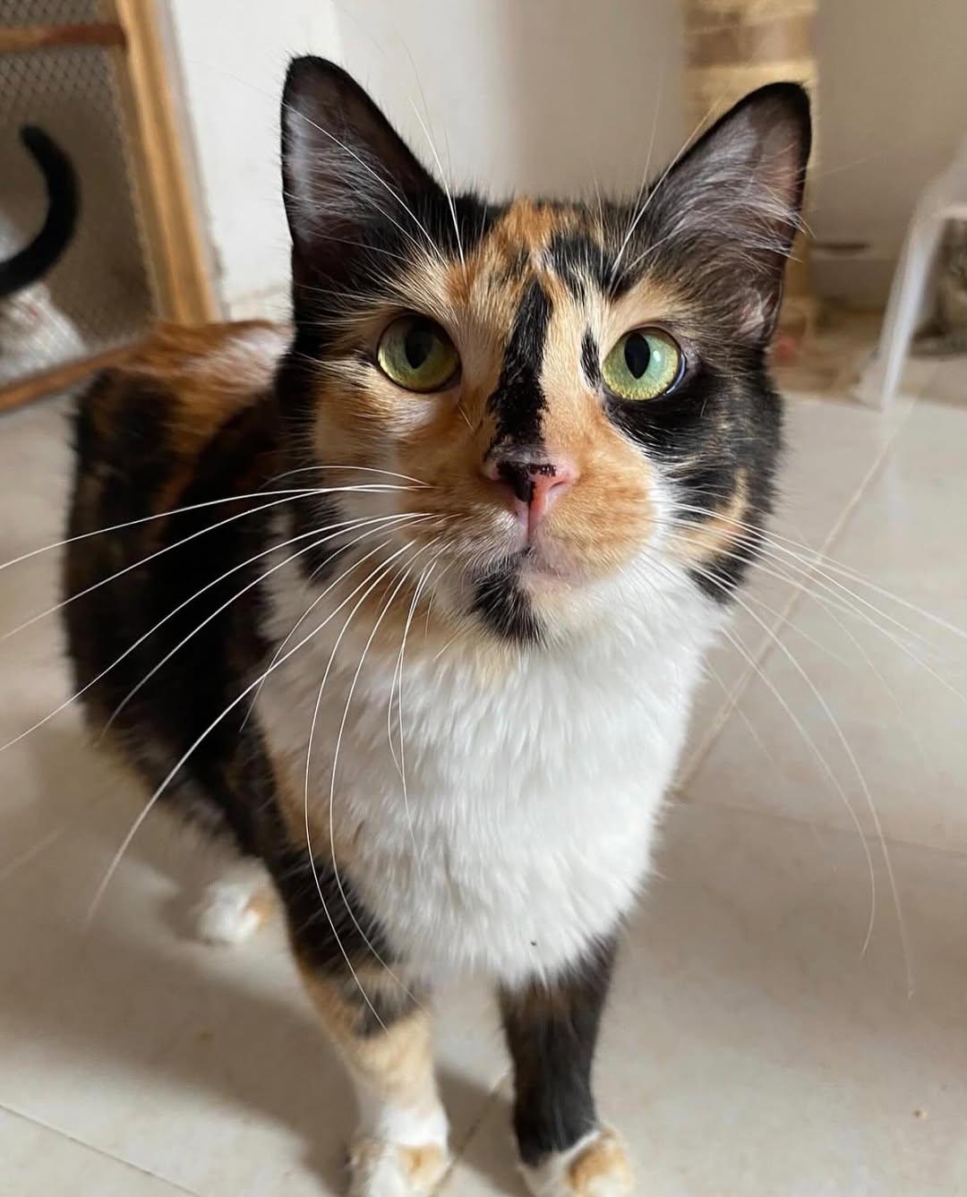 Kitty (2/2)
