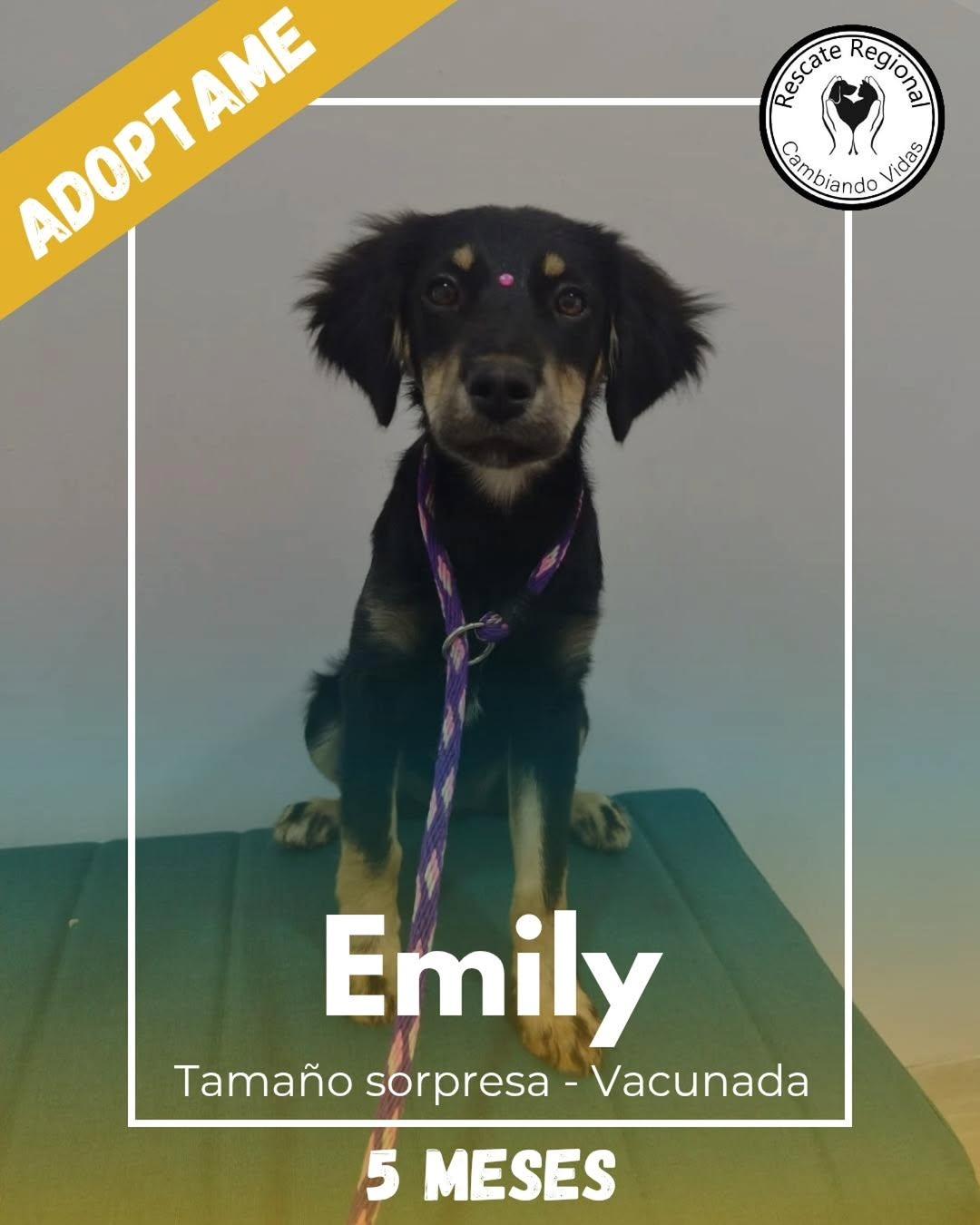 Emily (1/5)