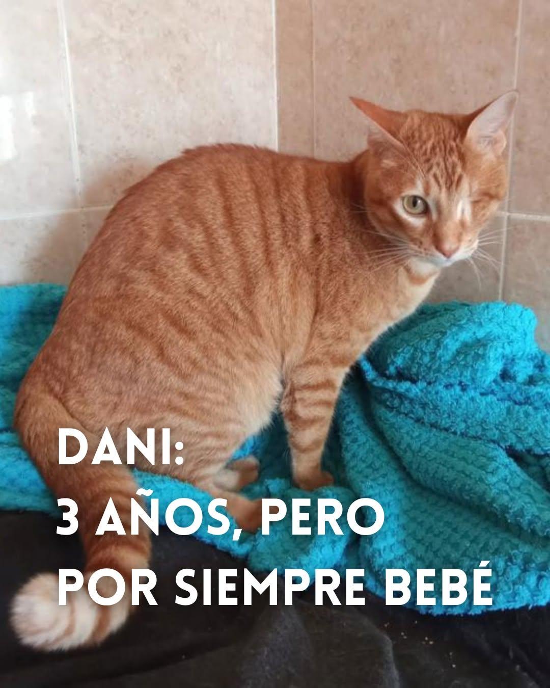 Dani (6/6)
