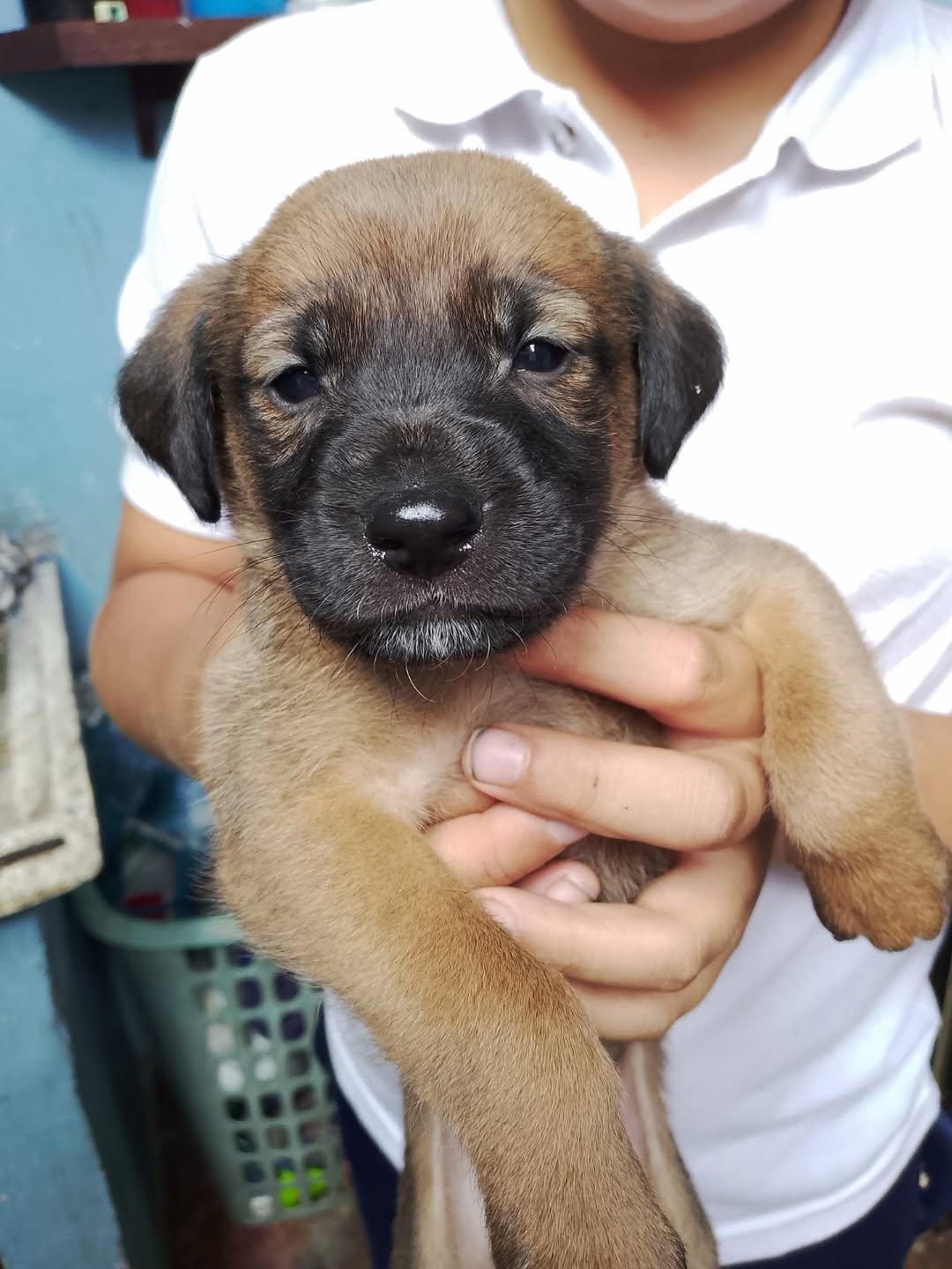Chaze, Roxy (11/14)