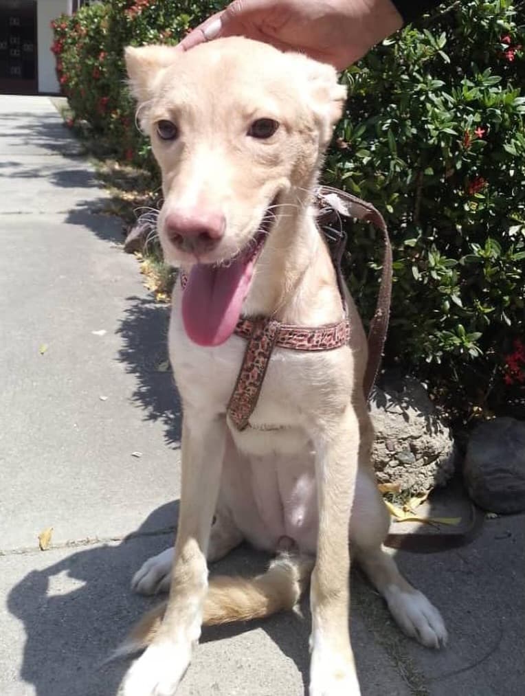 Chaze, Roxy (14/14)