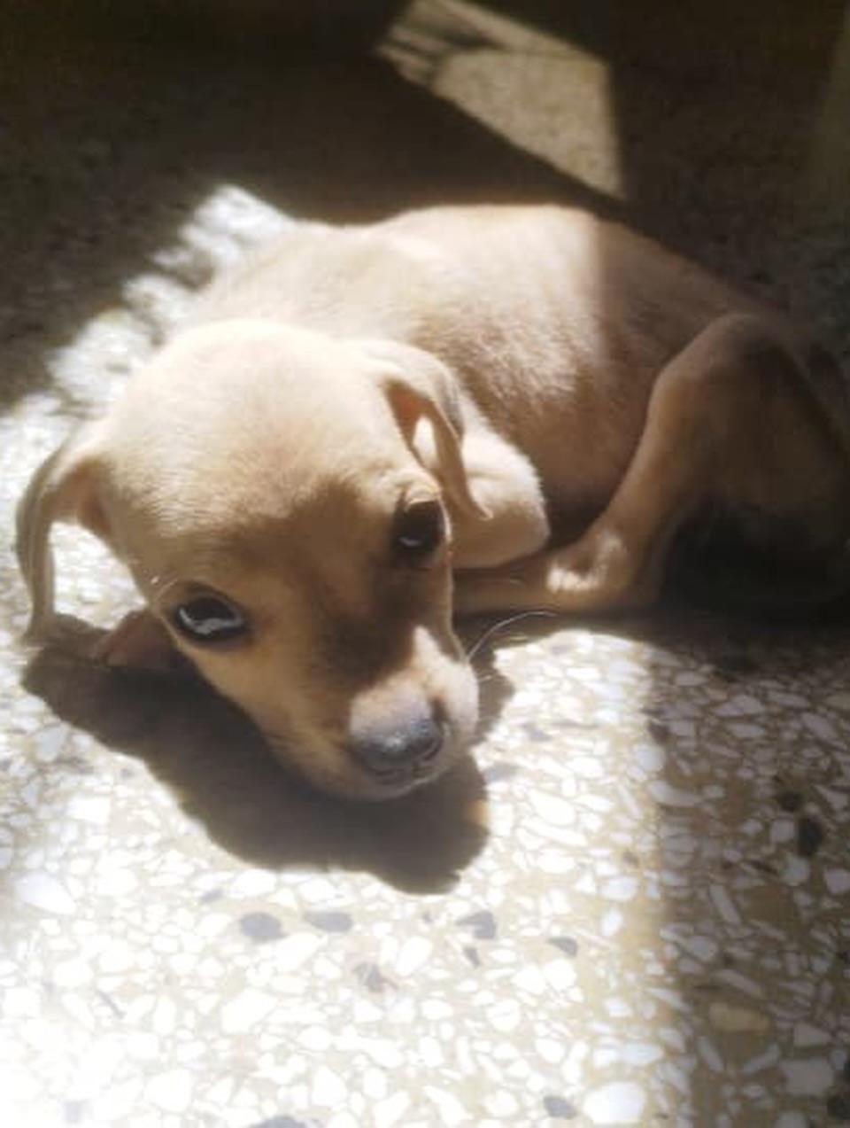 Chaze, Roxy (5/14)
