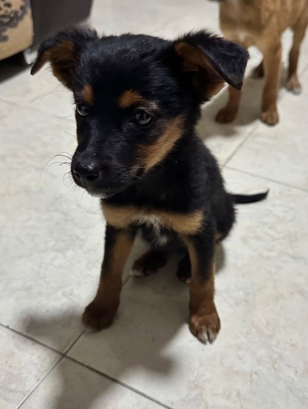 Chaze, Roxy (8/14)