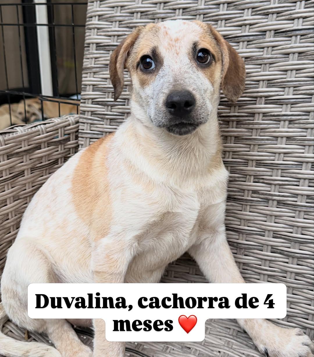 Duvalina (1/3)