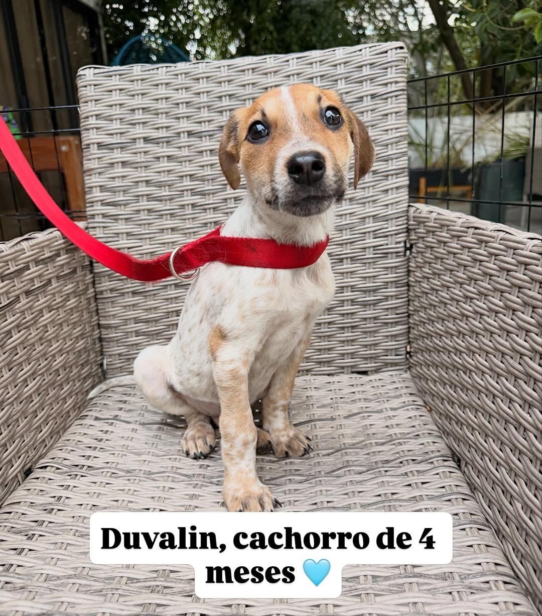 Duvalina (2/3)
