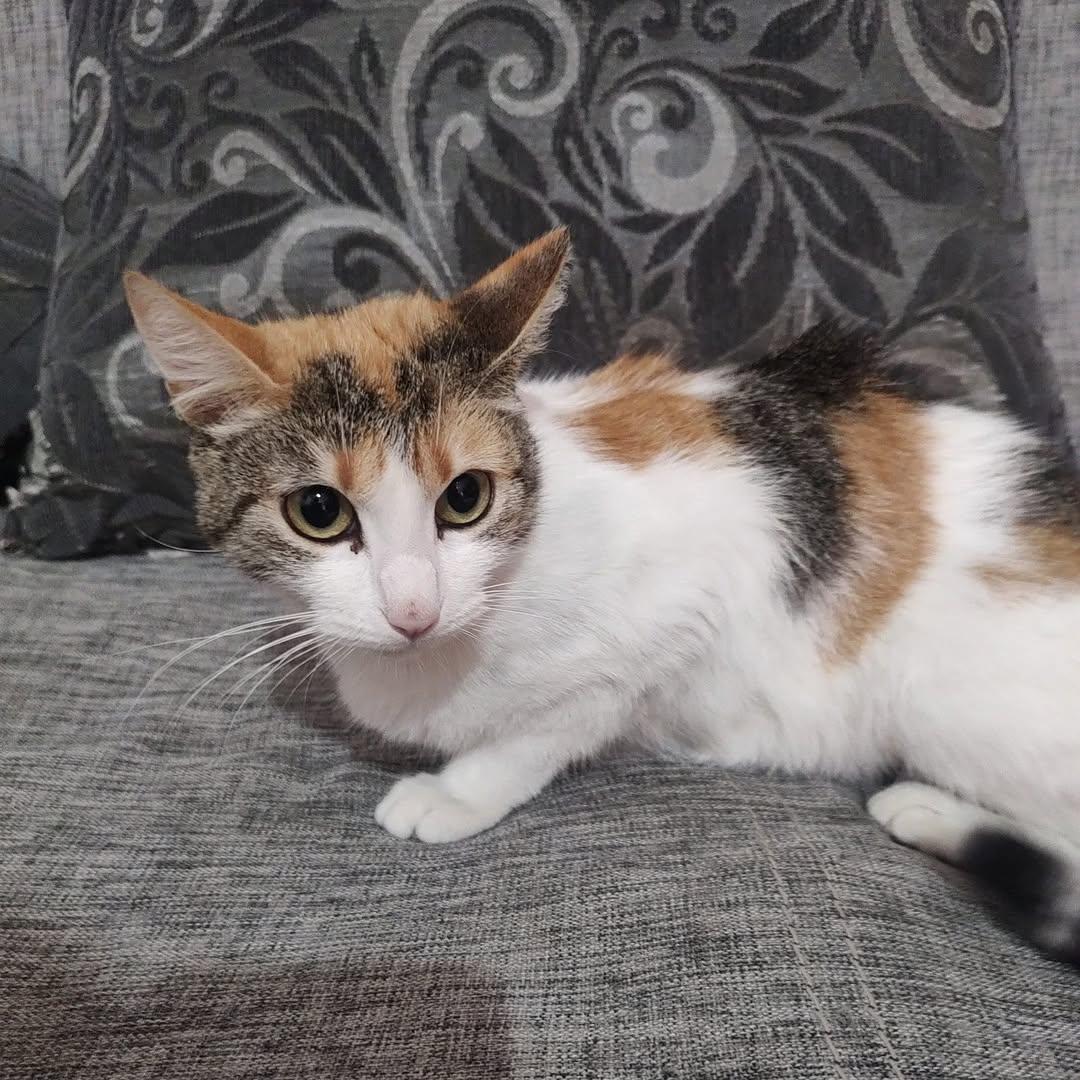 Masha