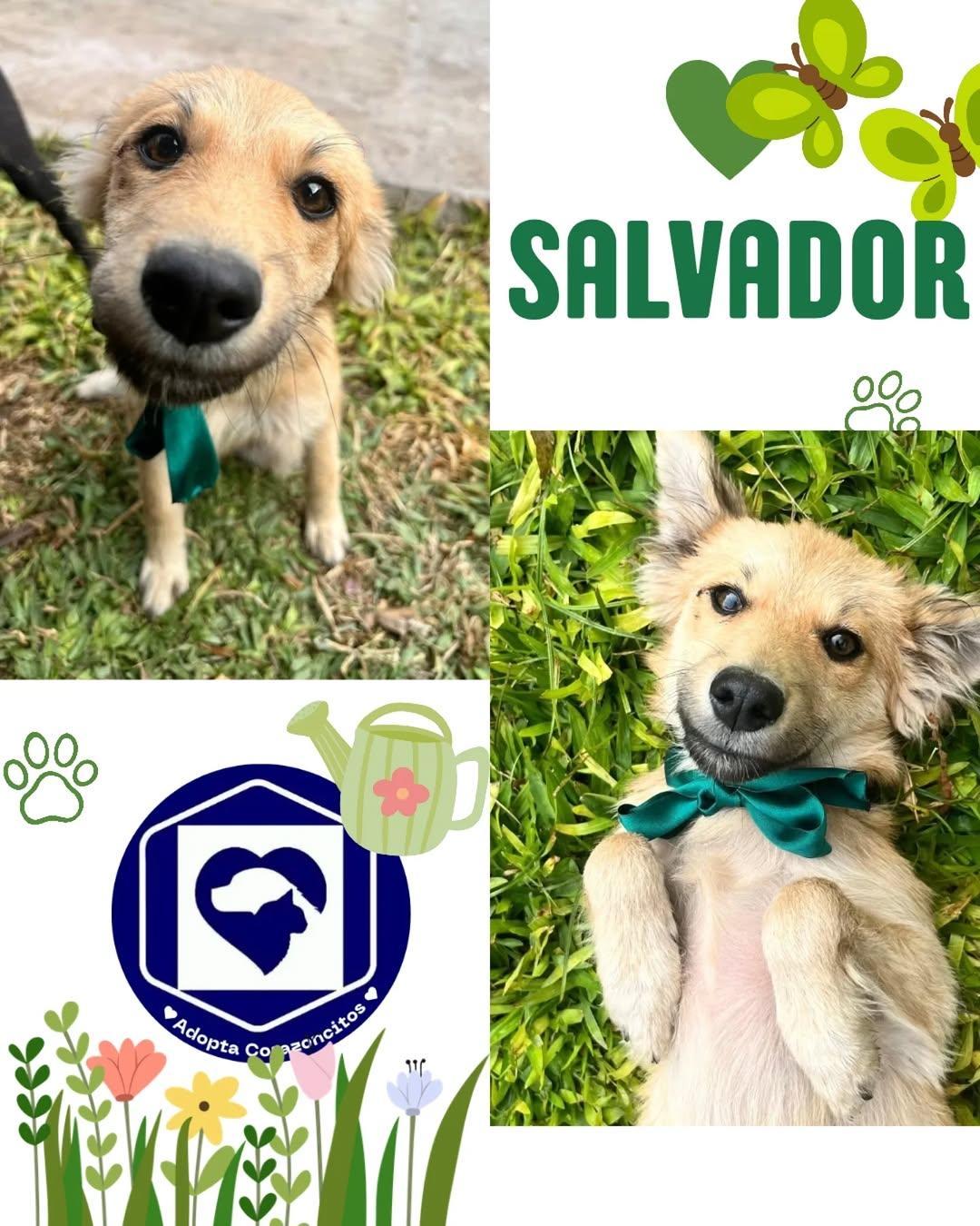 Salvador, Benjamín, Benicio (1/3)